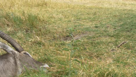 Camera-moves-from-a-dead-waterbuck-to-a-panting-leopard,-prey-and-predator-on-the-savanna