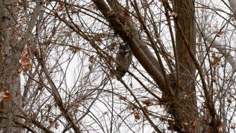 Great-horned-owl-perched-on-a-tree-in-winter---static