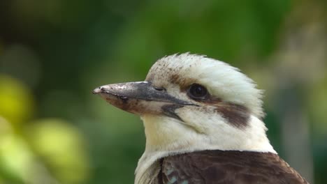Kookaburra-rests-in-nature,-slow-motion