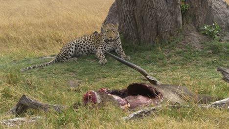 Leopard-Mit-Vollem-Magen,-Der-Bei-Seiner-Beute-Ruht-Und-Einen-Toten-Wasserbock-Bewacht