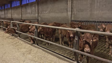 brown-calves-in-the-barn