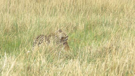 Leopard-Mit-Sterbender-Beute-Im-Hohen-Savannengras-Lechwe-Baby
