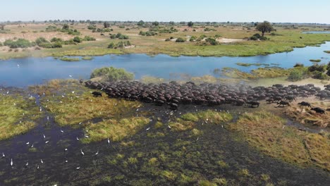 Aerial-drone-shot-orbiting-around-a-large-herd-of-African-buffalo-as-the-herd-begins-to-travel