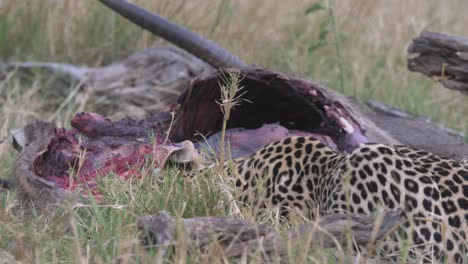 Hungry-leopard-feeding-on-dead-waterbuck-biting-pieces-of-meat,-grabbing-shaking-its-head