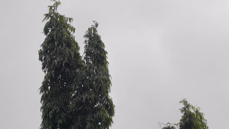 Trees-Gently-Swaying-in-the-Breeze-Against-a-Grey-Overcast-Sky