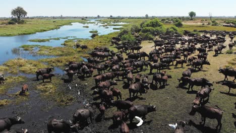 Luftaufnahme,-Die-über-Eine-Herde-Afrikanischer-Büffel-In-Einem-Feuchtgebiet-Fliegt,-Lange-Einstellung