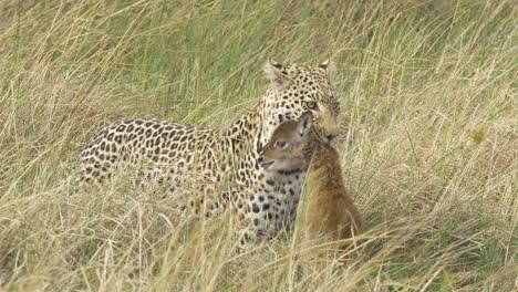 Lechwe-Baby-Hängt-Noch-Am-Leben-Im-Leopardenmaul-In-Der-Savanne