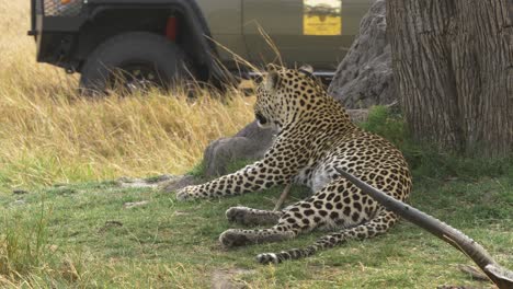 Jeep-passing-by-a-leopard-laying-next-to-its-prey-safari-scene-on-the-savanna