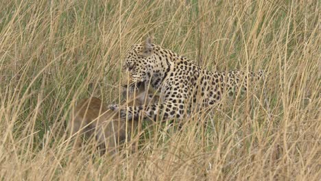 El-Depredador-Está-Jugando-Con-La-Presa,-El-Bebé-Lechwe-Atrapado-Por-Un-Leopardo-En-La-Sabana