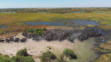 Aerial-shot-orbiting-around-a-large-herd-of-African-buffalo-in-a-wetland-landscape