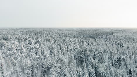 Aerial,-tracking,-pan,-drone-shot,-flying-low-above-endless,-winter-forest-and-snow,-covered-spruce-or-pine-trees,-on-a-cloudy-day,-in-Nuuksio-national-park,-in-Espoo,-Uusimaa,-Finland