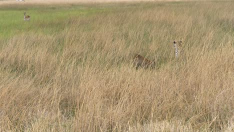 Mother-lechwe-watching-its-cub-caught-by-a-leopard,-predator-with-prey-in-high-grass