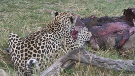Shot-from-behind-a-Leopard-as-feeding-on-its-prey,-waterbuck-cut-open
