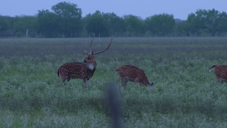 axis-deer-in-the-wild-in-Texas