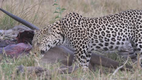 Leopardo-Alimentándose-De-Presas,-Carnívoro-Comiéndose-La-Presa