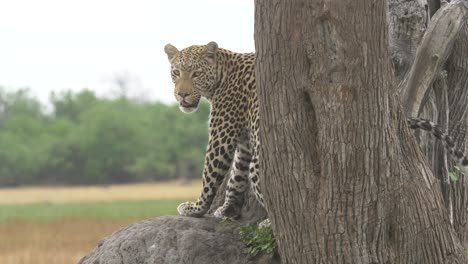 Leopard-on-the-savanna-slowly-turning-and-looking-in-to-the-camera