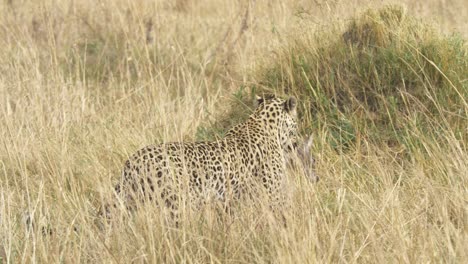 Pan-right-fallowing-shot-of-a-majestic-leopard-with-its-prey,-dead-lechwe-baby-for-lunch
