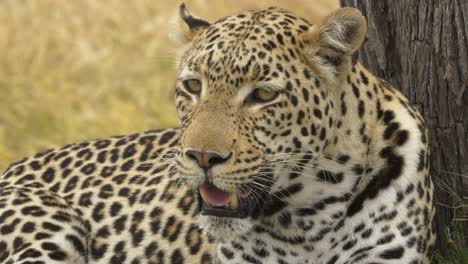 Nahaufnahme-Eines-Majestätischen-Leoparden,-Der-Neben-Einem-Baum-Auf-Dem-Boden-Liegt,-Kraft