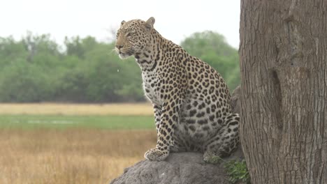 Leopard-sitting-on-the-savanna-under-a-tree-panting-and-looking-for-prey