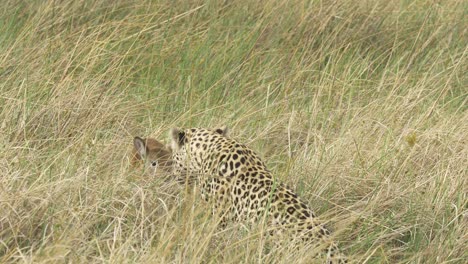Leopard-playing-with-an-intimidated-lechwe-baby-in-the-high-grass,-prey-and-predator