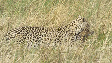 Tracking-a-leopard-with-prey-in-its-mouth