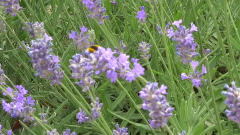 Close-up-footage-of-a-bumble-bee-pollinating-and-buzzing-around-lavender-flowers-in-a-beautiful-botanical-garden,-in-the-countryside