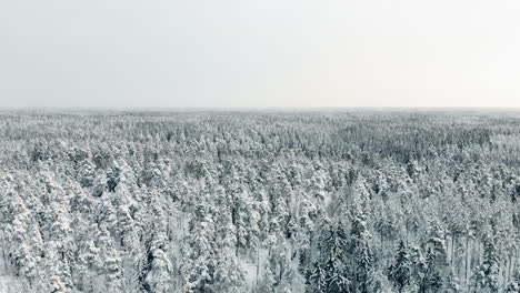 Aerial,-drone-shot,-over-endless,-winter-forest,-of-snow-covered,-pine-or-spruce-trees,-on-a-overcast-day,-in-Nuuksio-national-park,-in-Espoo,-Uusimaa,-Finland