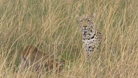 Leopardo-Alerta-Mirando-Alrededor-En-La-Hierba-Alta-Mientras-Reza-Un-Bebé-Lechwe-Está-Cerca