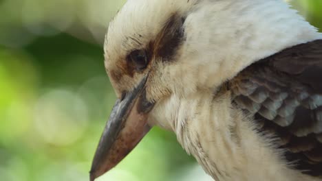 Kookaburra-Vogel-Aus-Nächster-Nähe-Kookaburra-Vogel-Aus-Nächster-Nähe