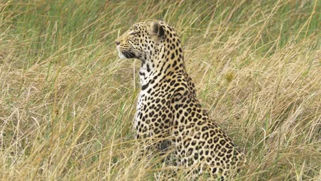 Beautiful-leopard-sitting-and-looking-around-alert-on-the-savanna