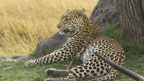 Leopard-resting-next-to-a-tree,-just-finished-eating-from-a-waterbuck,-prey-horn-in-the-frame