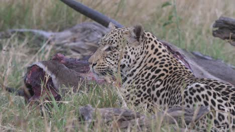 Leopard-looking-around-laying-in-the-grass,-guarding-a-dead-waterbuck-while-flies-buzzing-around