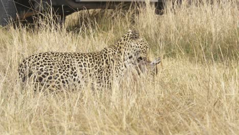 Tracking-shot-of-a-Leopard-with-its-prey,-dead-baby-lechwe-in-the-predators-mouth