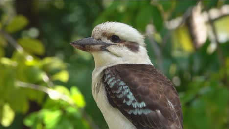 Pájaro-Australiano-Descansando-En-Una-Rama-De-árbol