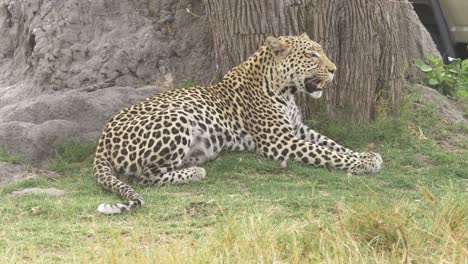 Leopard-laying-on-the-grass,-panting-in-the-shade-of-a-tree