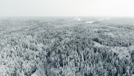 Aerial,-tracking,-pan,-drone-shot,-above-endless,-winter-forest-and-snow,-covered-trees,-on-a-cloudy-day,-in-Nuuksio-national-park,-Uusimaa,-Finland