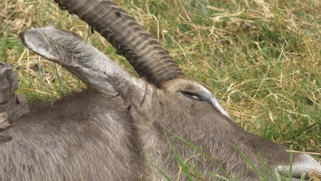 Close-up-shot-of-a-dead-waterbucks-head-and-horn-laying-in-the-grass