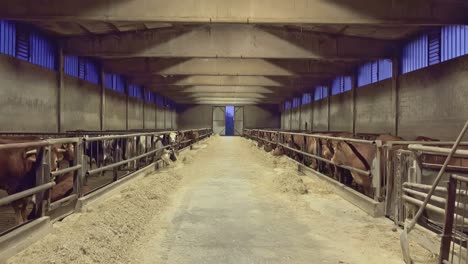interior-of-a-stable,-breeding-of-cows
