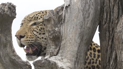 Close-up-of-a-leopard-panting-on-a-tree-branch