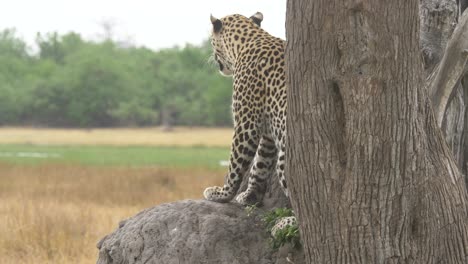 Leopard-looking-through-the-savanna-for-prey