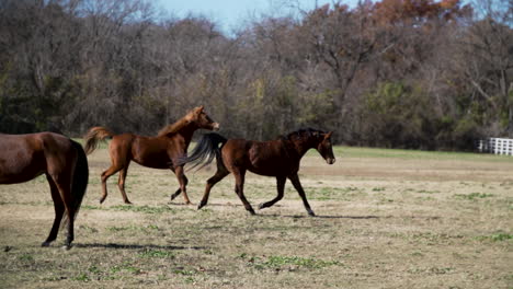 Slow-motion-video-of-beautiful,-dark-and-muscular-horses-running-on-a-ranch-in-Dallas,-USA