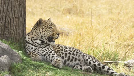 Still-shot-of-a-panting-leopard-laying-next-to-its-prey-golden-grass-in-the-background