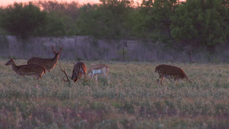 axis-deer-in-the-wild-in-Texas