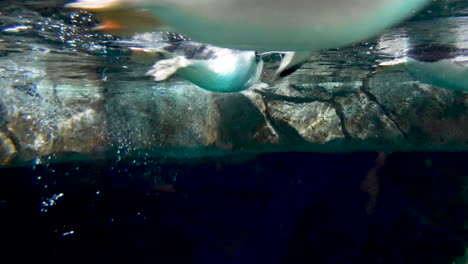 Captive-penguins-play-in-an-underwater-habitat