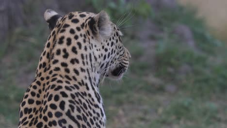 Portrait-of-a-young-leopard-from-behind,-getting-up-and-walking-next-to-its-prey