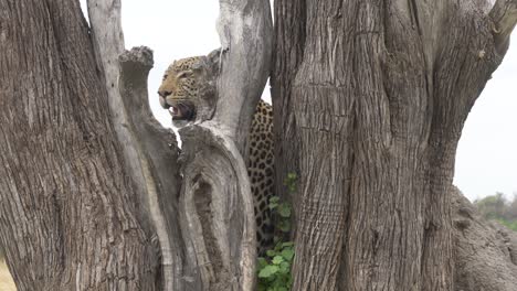 Medium-shot-of-a-leopard-panting,-and-watching-for-a-prey-hiding-on-a-tree