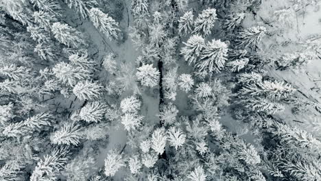 Aerial,-drone-shot,-slowly-panning-above-a-snow,-covered-trees-and-frosty-trees,-on-a-overcast,-winter-day,-in-Nuuksio-national-park,-Uusimaa,-Finland