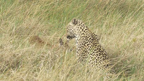 Leopard-in-high-grass-with-a-wounded-lechwe-baby,-cat-playing-with-the-prey