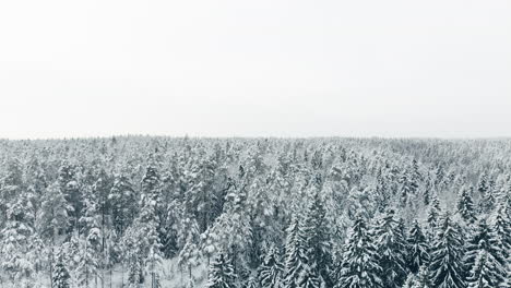 Aerial,-rising,-drone-shot,-above-endless-winter-forest-and-snow,-covered-trees,-on-a-overcast-day,-in-Nuuksio-national-park,-Uusimaa,-Finland