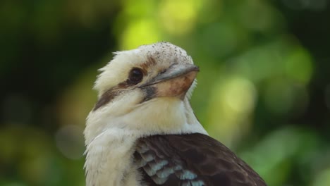 Kookaburra-looking-around,-close-up